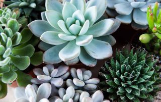 Bussey's Florist Green, Flowering and Succulent Plants Same Day Plant Delivery