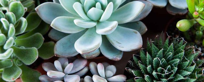 Bussey's Florist Green, Flowering and Succulent Plants Same Day Plant Delivery