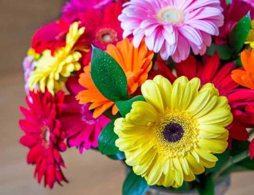 Bussey’s Florist Offers Same Day Alto Park Elementary School Flower Delivery