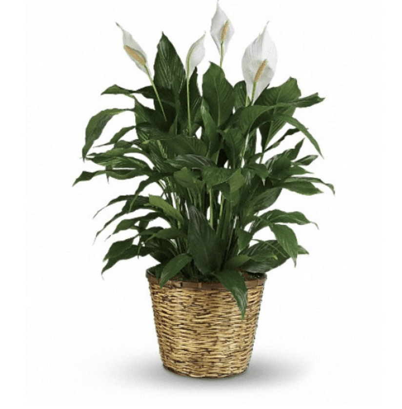 Its National Indoor Plant Week Busseys Florist Blog