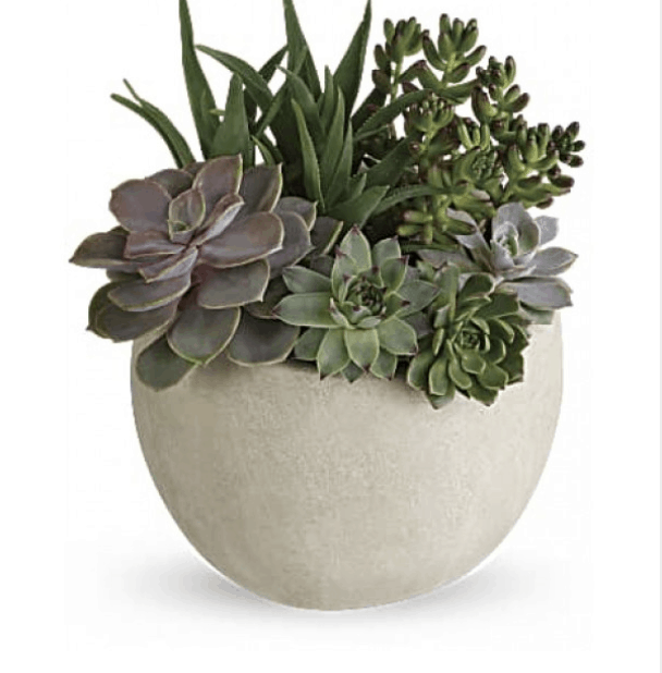 Celebrate Mother Nature During National Indoor Plant Week
