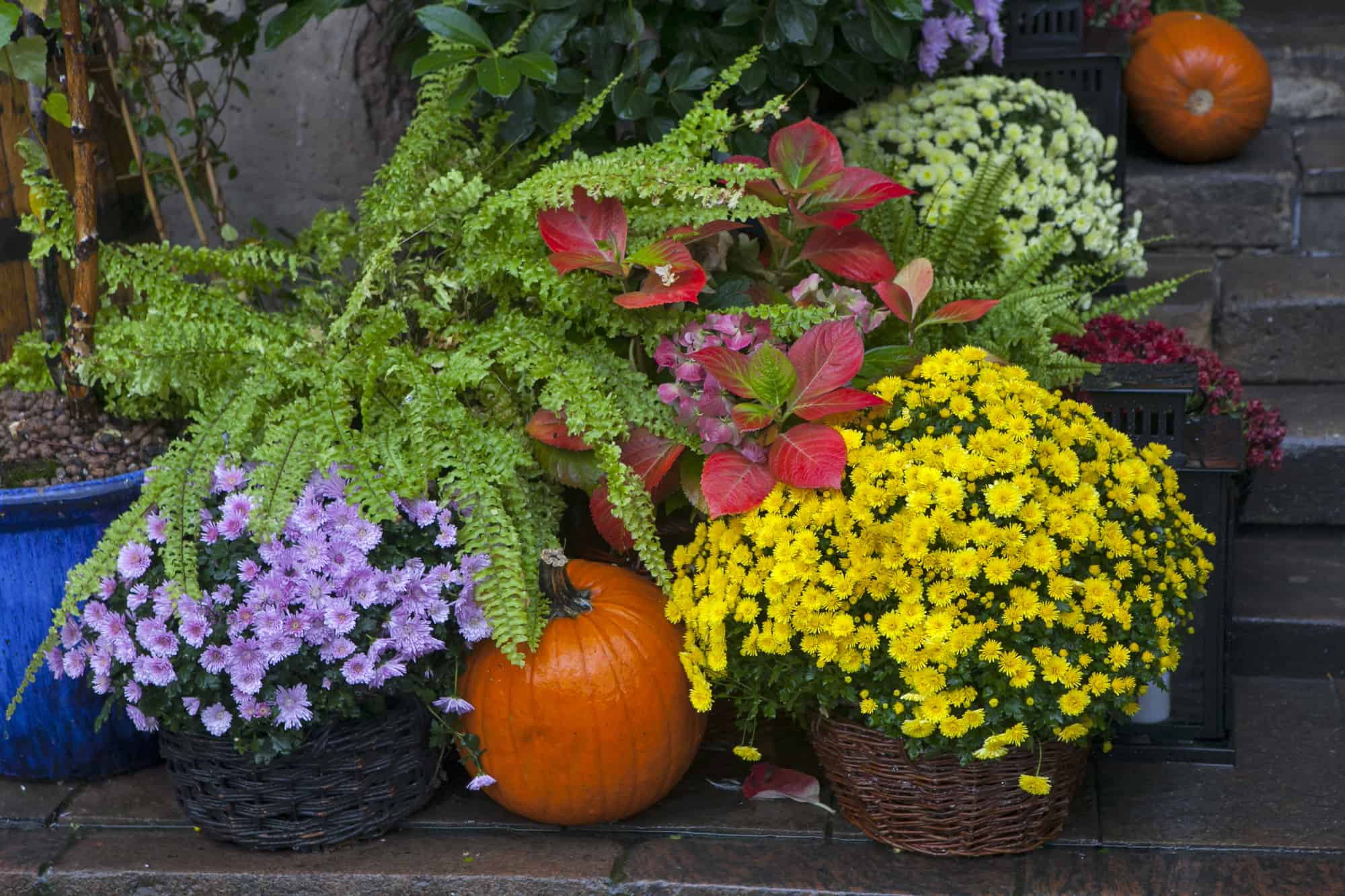 Shop for your Fall home decorations at Bussey’s Florist where you will find lovely Halloween Flowers and other Fall décor