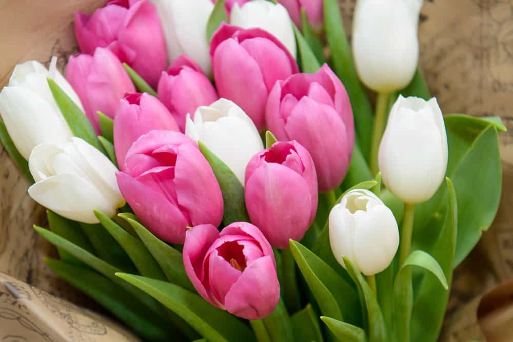 Usher in Spring and Easter with Beautiful Flowers from Bussey’s Florist