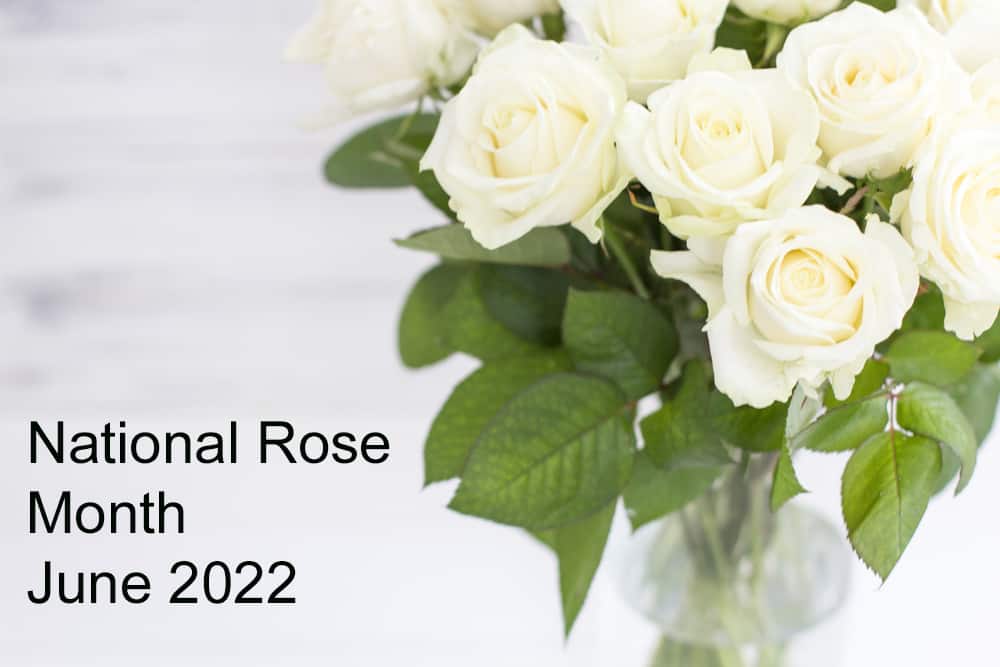 Celebrate National Rose Month with Roses from Bussey’s Florist