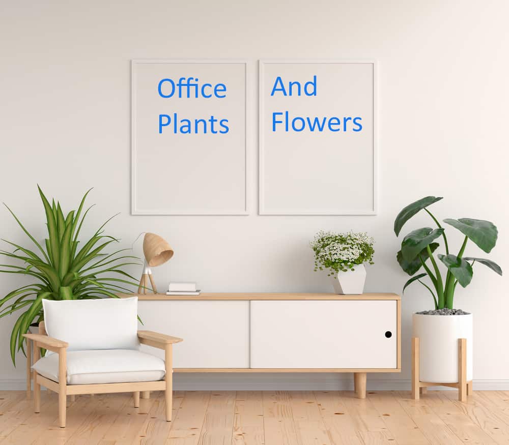 Bussey’s Florist Carries the Most Elegant Office Plants
