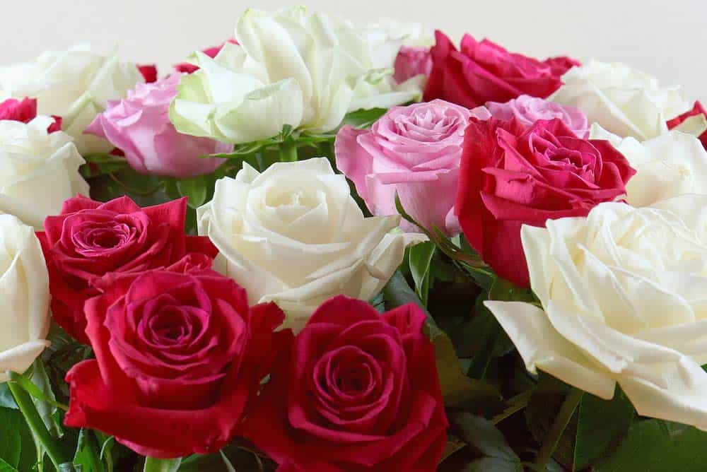 We Have a Lovely Rose Collection Perfect for all Occasions!