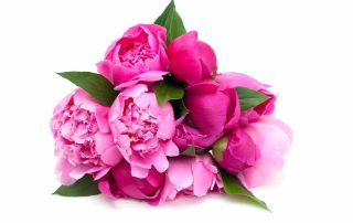 Bussey's Florist offers Popular Flowers for October Breast Cancer Awareness Month