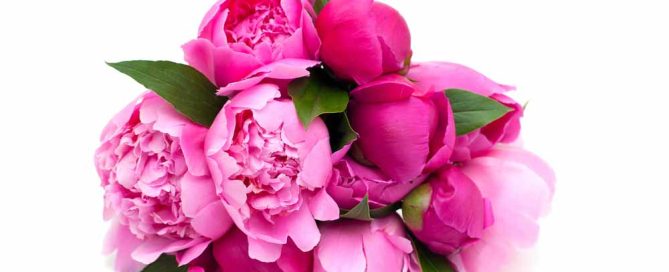 Bussey's Florist offers Popular Flowers for October Breast Cancer Awareness Month